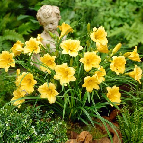 stella francis dior|hemerocallis stella de oro daylily.